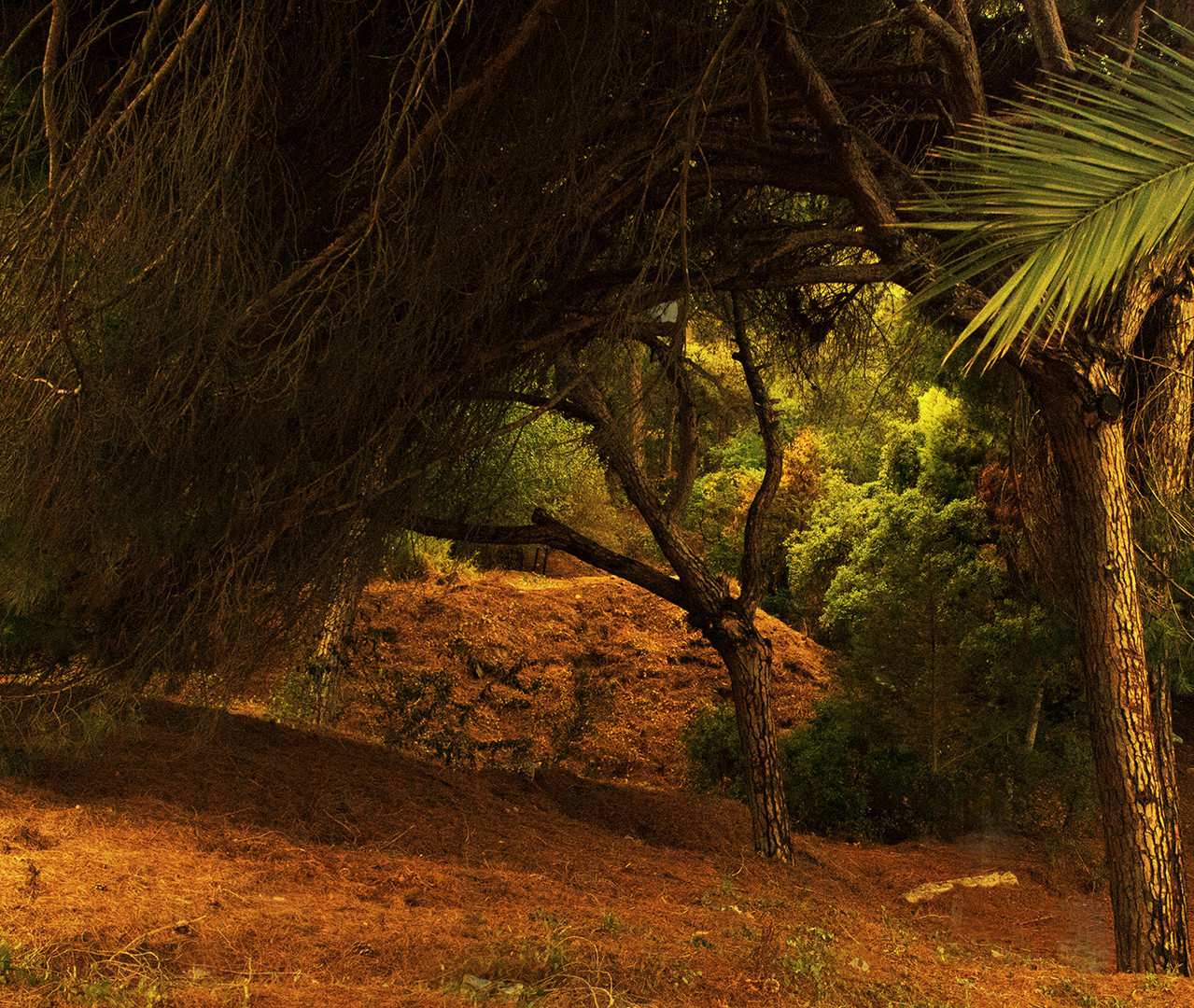 Unterholz im Urwald in Andalusien