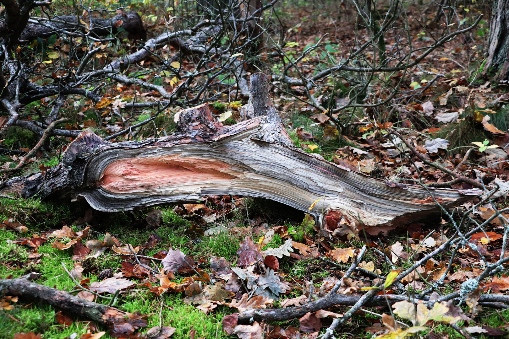 Unterholz im Wald