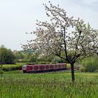 Unterm Apfelbäumchen