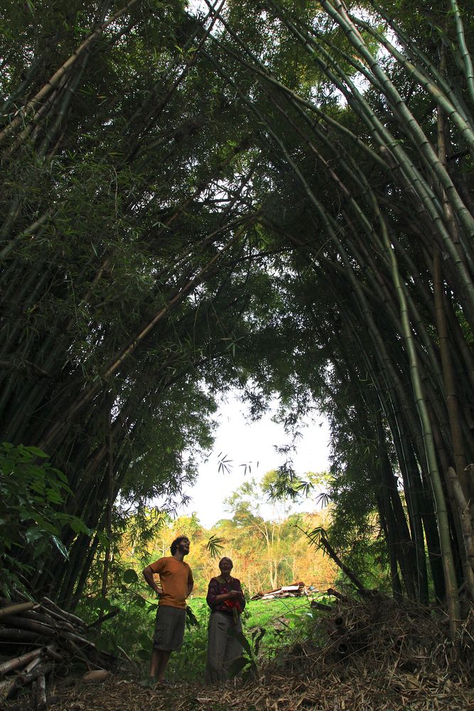 Unterm Bambuswald 
