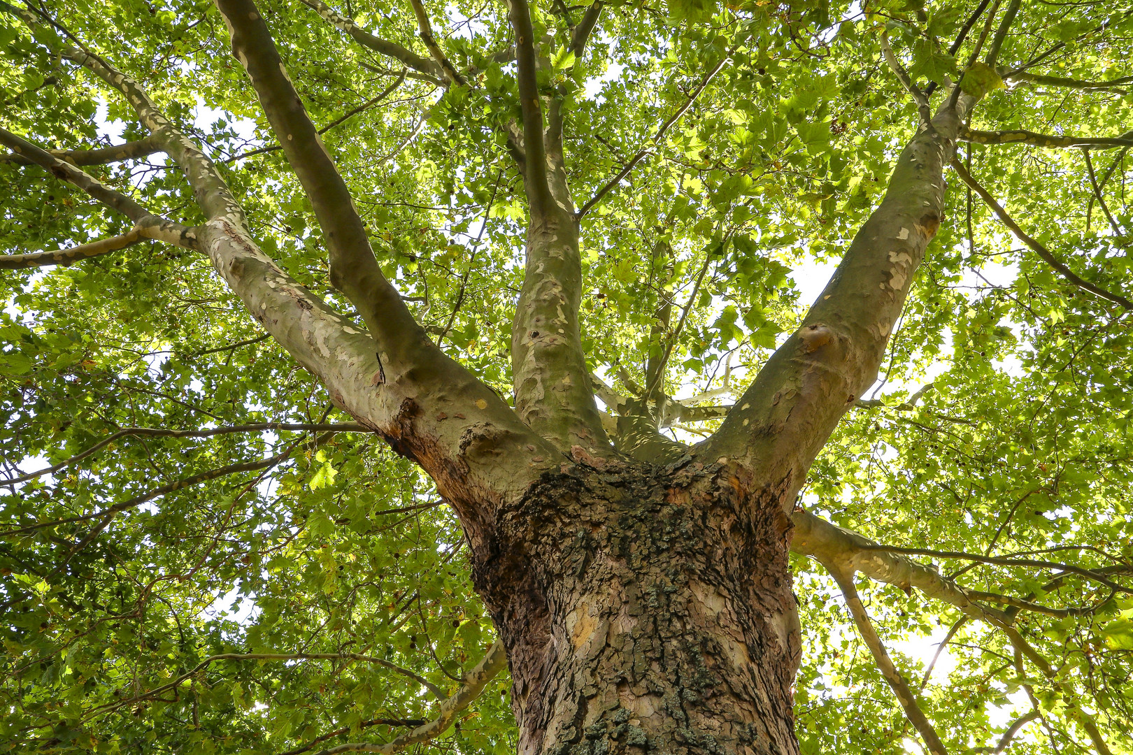 Unter'm Baum gelegen.