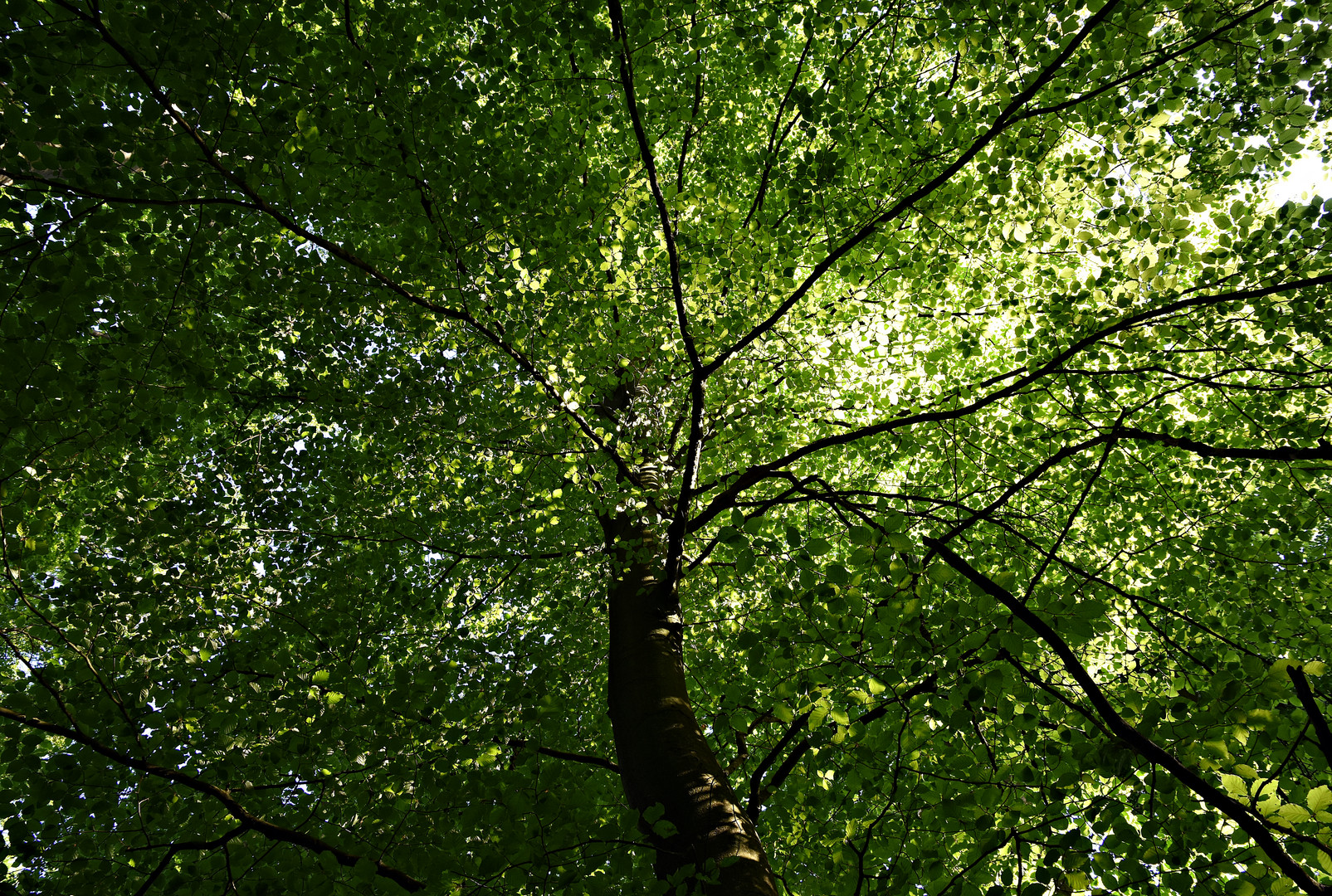 Unter'm Blätterdach