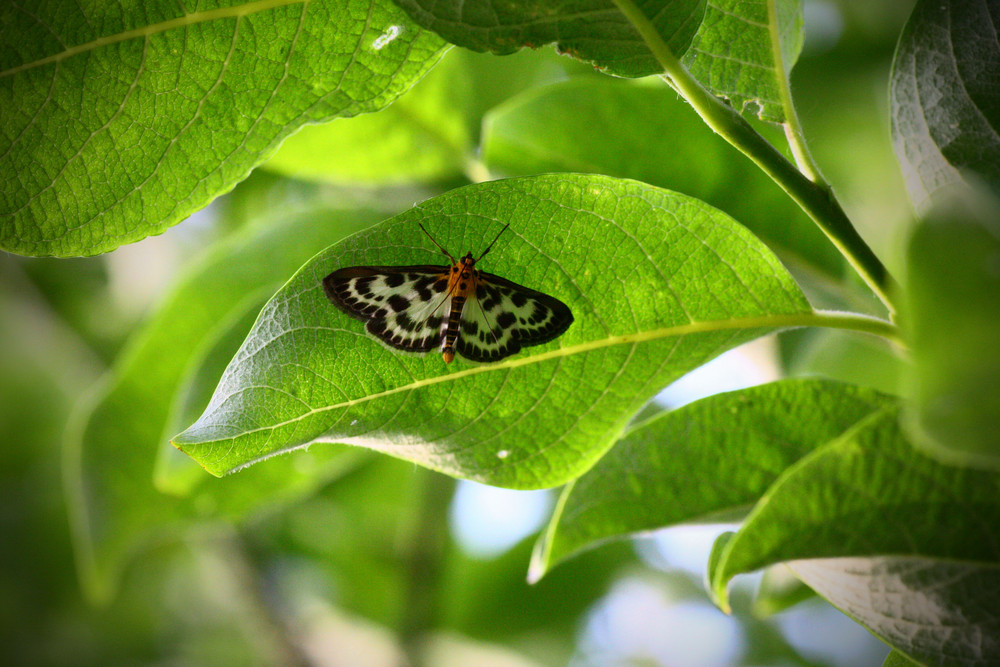 unterm Blatt versteckt