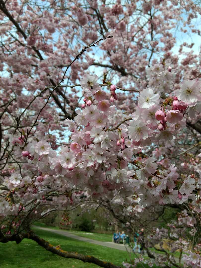 unterm blühenden Kirschbaum 