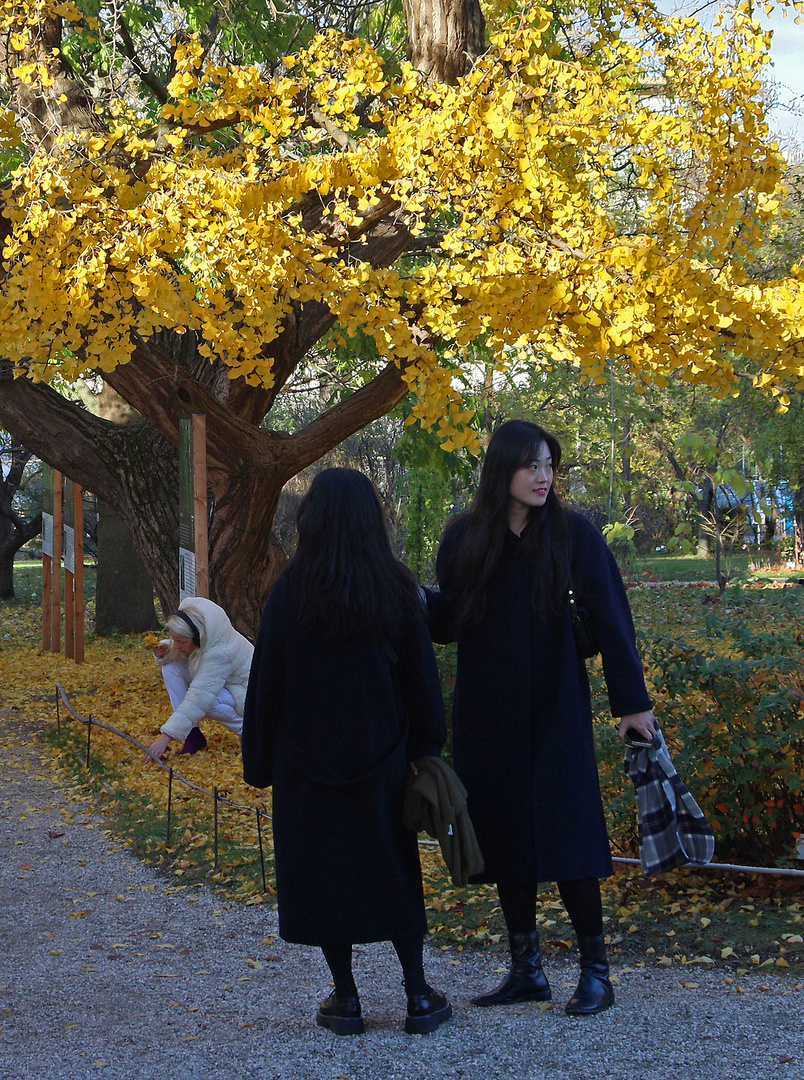 Unterm Ginkgo im Herbstkleid