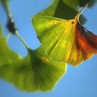 Unterm Ginkgobaum bei Sonnenschein!