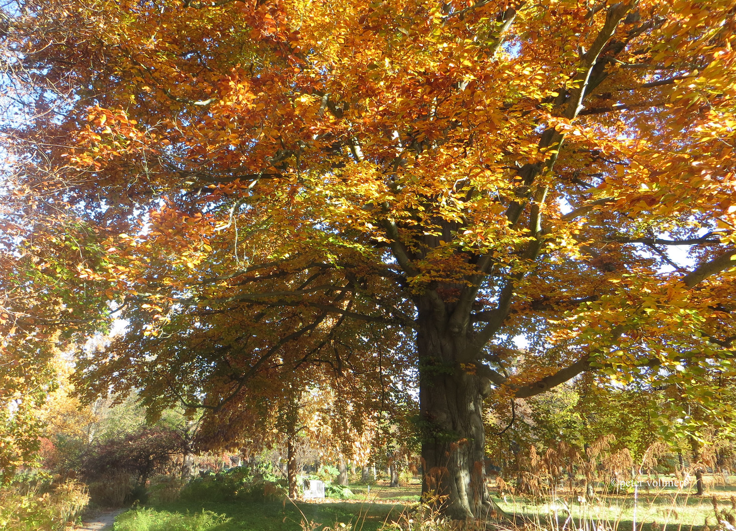 unterm goldenen Dach