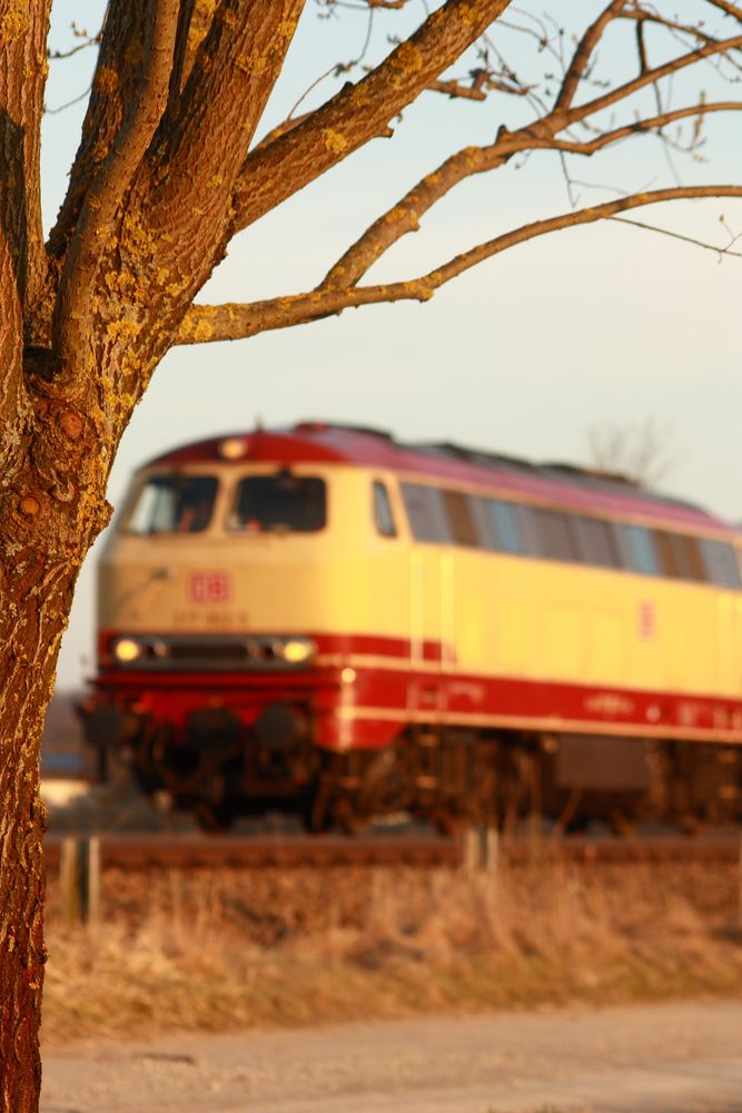 Unterm großen Baum