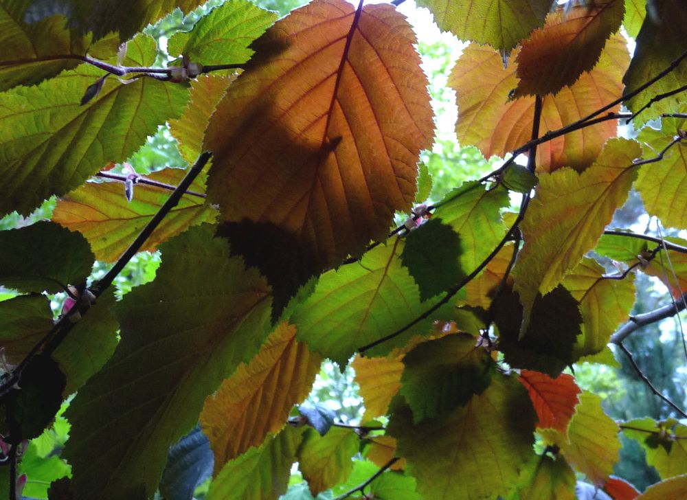 Unterm herbstlichen Haselstrauch