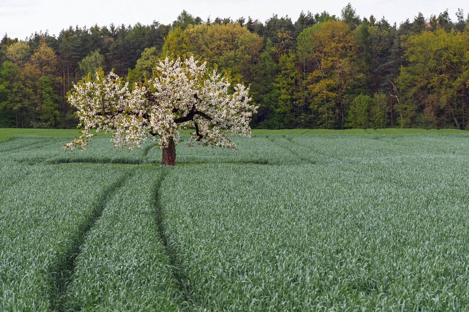 Unterm Kirschbaum