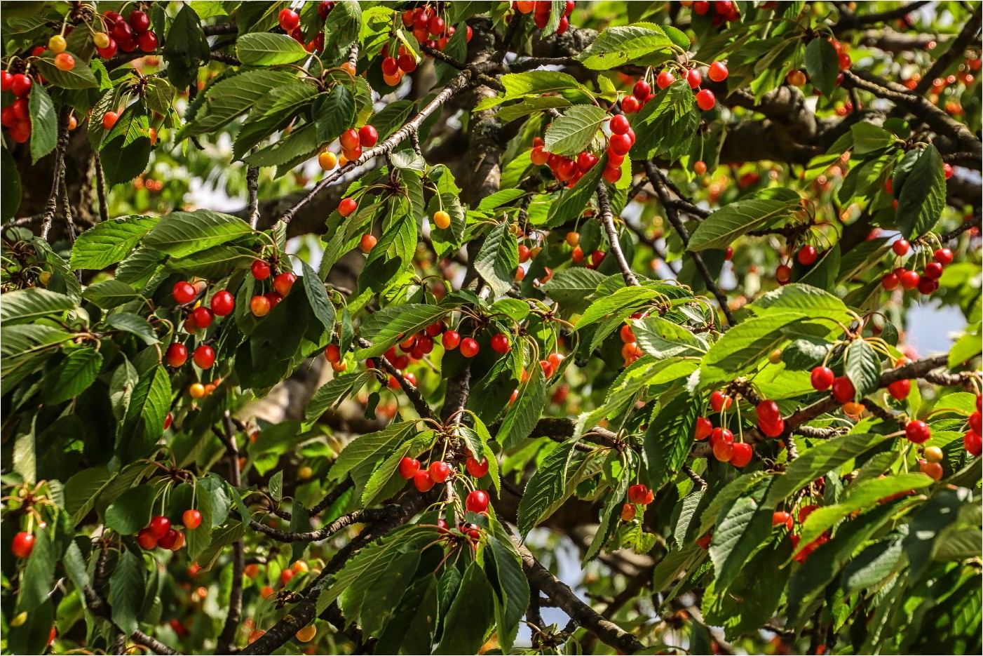 Unter´m Kirschbaum