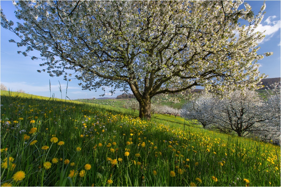 Unterm Kirschbaum Foto & Bild jahreszeiten, frühling, basel und