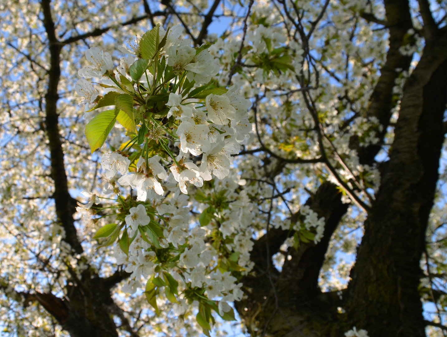 Unterm Kirschbaum