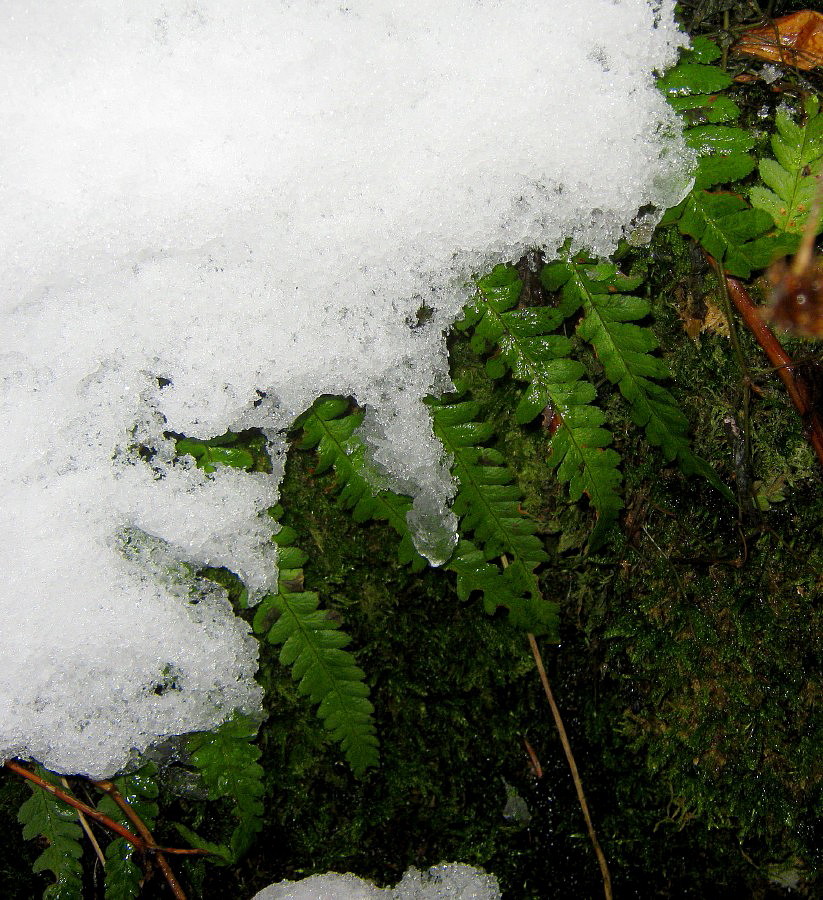 Unterm Schnee grünt es!!