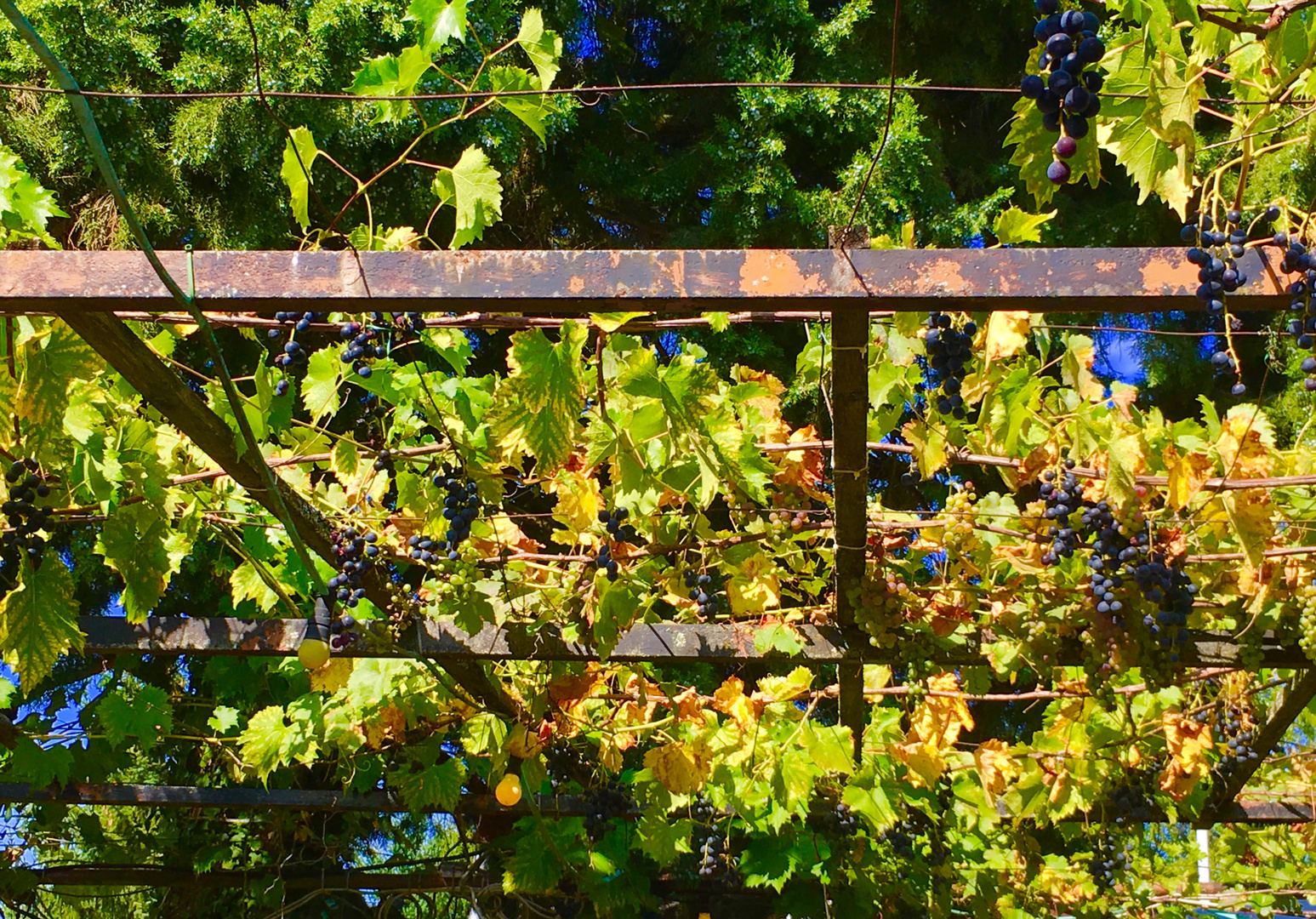 Unterm von der Sonne beschienen  (Herbst)Laub 