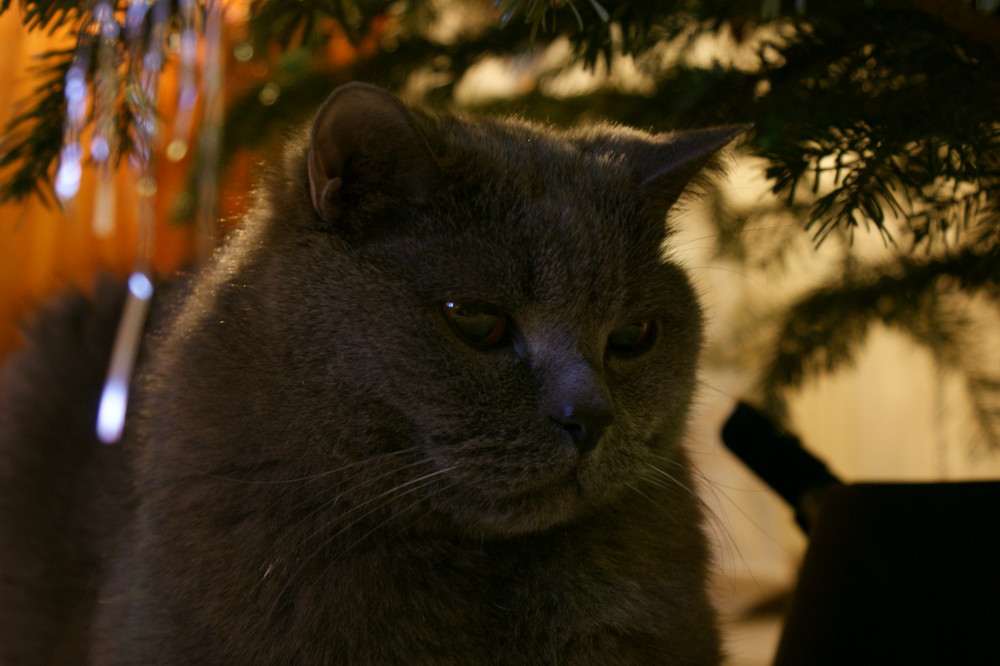 Unterm Weihnachtsbaum ...