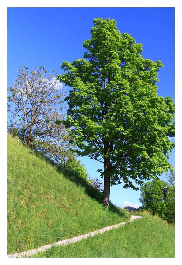 Unterm Weinberg am Schliersee