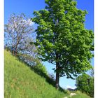 Unterm Weinberg am Schliersee