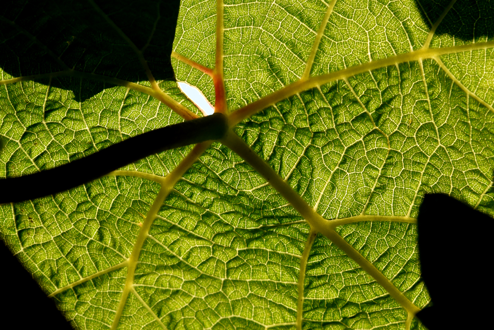 Unterm Weinblatt