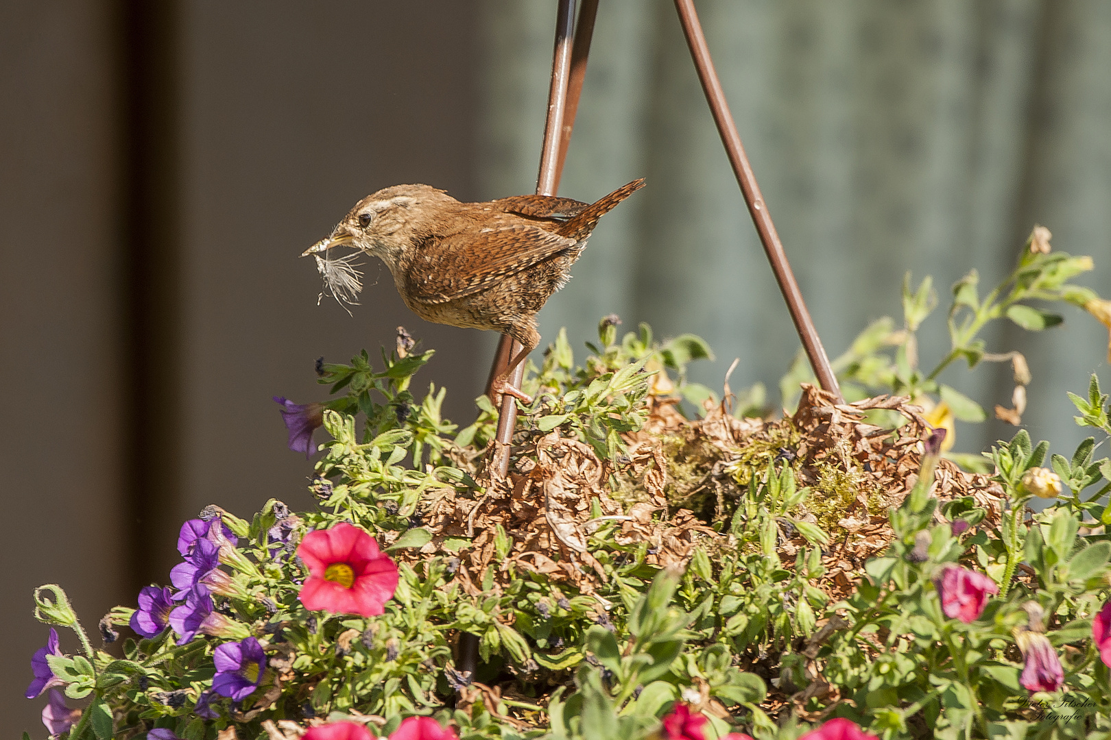 Untermieter im Garten