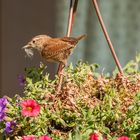 Untermieter im Garten