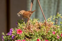 Untermieter im Garten