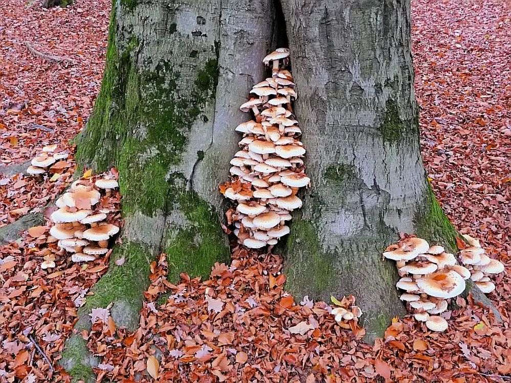 Untermieter im Wald