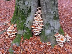 Untermieter im Wald