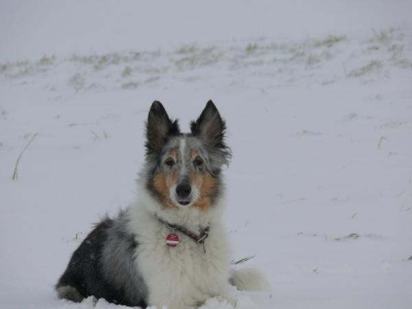 Unterordnung im Schnee  R.I.P 26.03.09