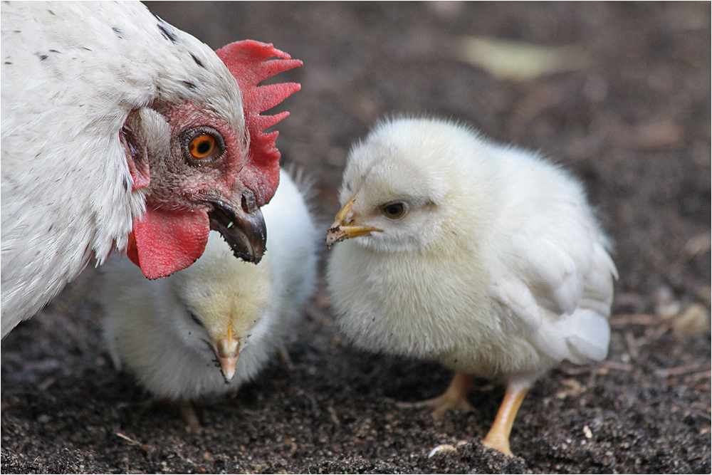 Unterricht bei Mama Gertrud (1)