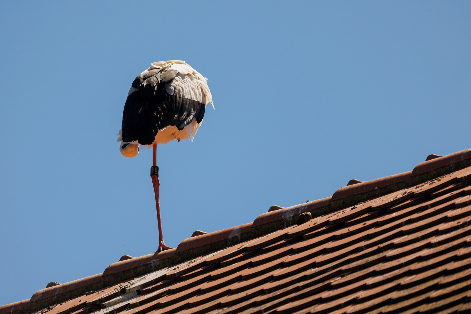 unter´s Röckchen schaut man nicht