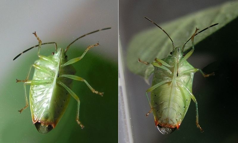 Unterschied Männchen (links) - Weibchen (rechts)