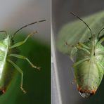 Unterschied Männchen (links) - Weibchen (rechts)