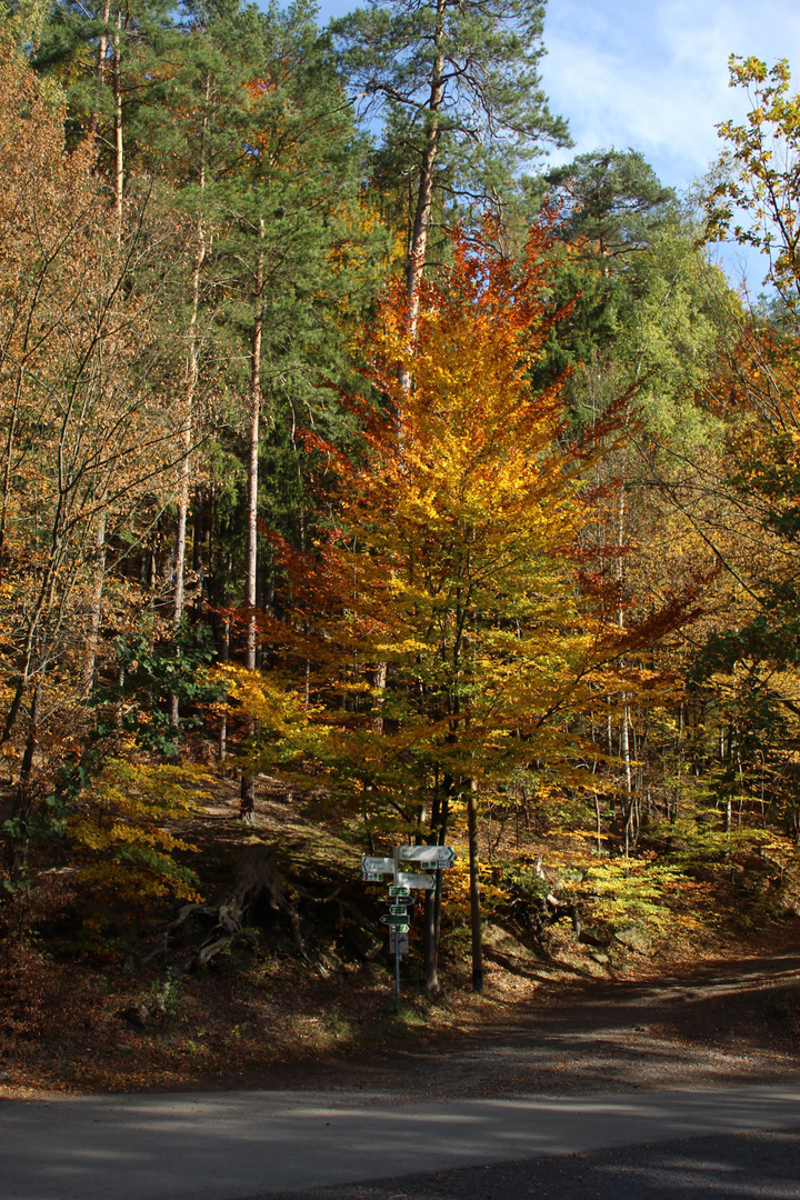 unterschiedliche Herbstfärbungen auf engem Raum