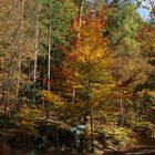 unterschiedliche Herbstfärbungen auf engem Raum