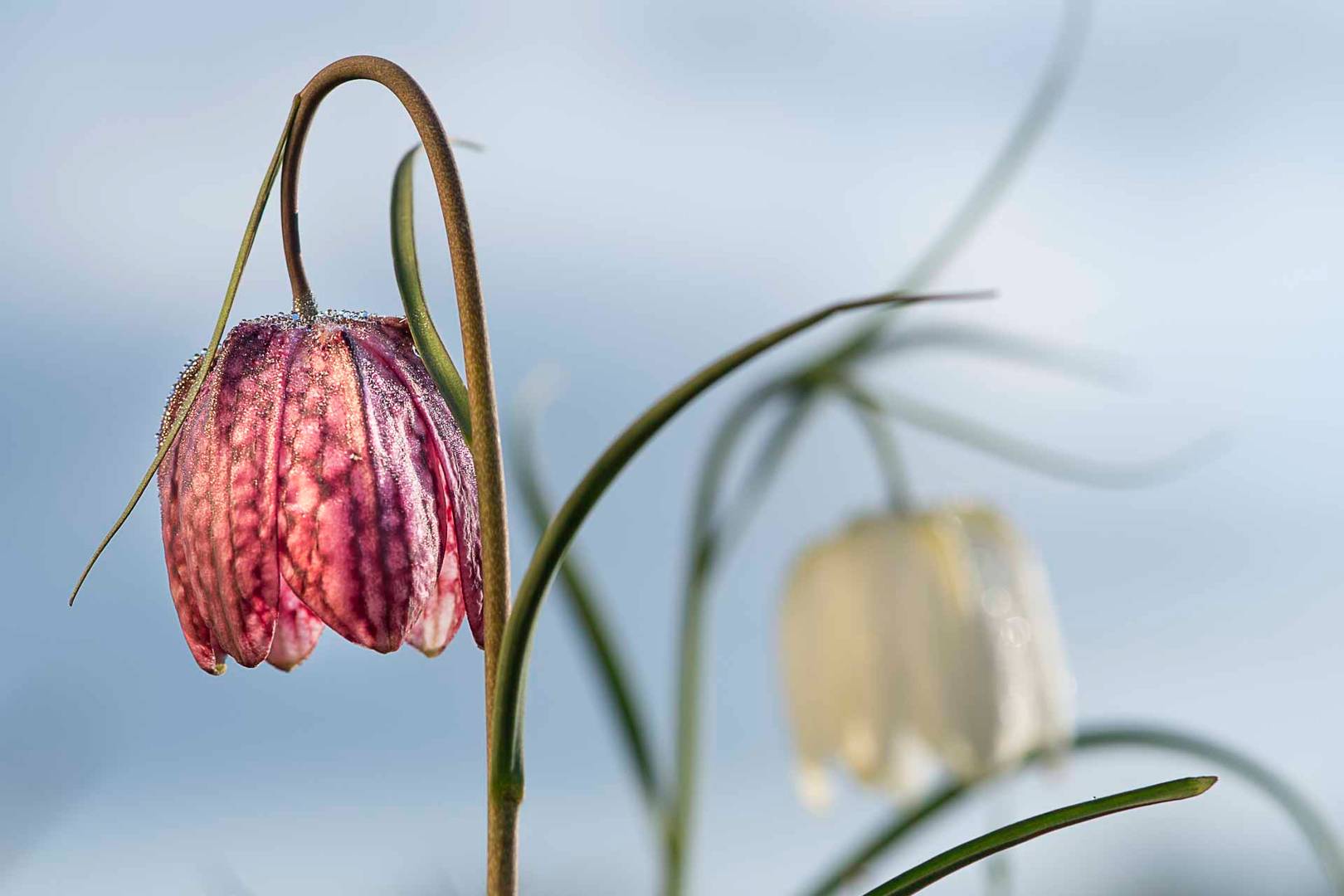 unterschiedliche Schachbrettblumen