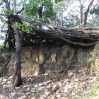 Unterschlupf in einem abgelegenen Waldstück