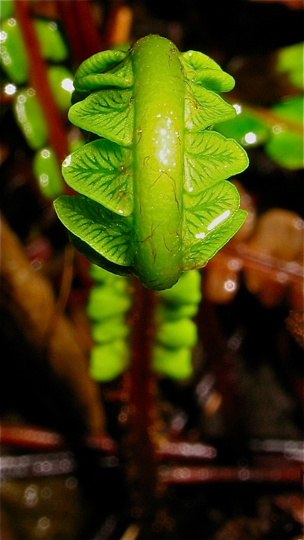 Unterseite der noch aufgerollten Blätter des Rippenfarns (Blechnum spicant)