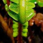 Unterseite der noch aufgerollten Blätter des Rippenfarns (Blechnum spicant)