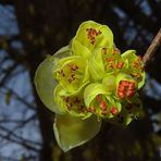 Unterseite einer der Blüte