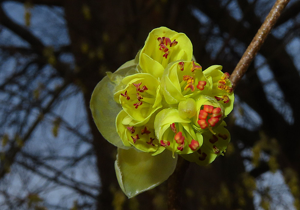 Unterseite einer der Blüte