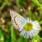 Unterseite eines Hauhechel-Bläulings