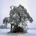 Unterstand mit Baum