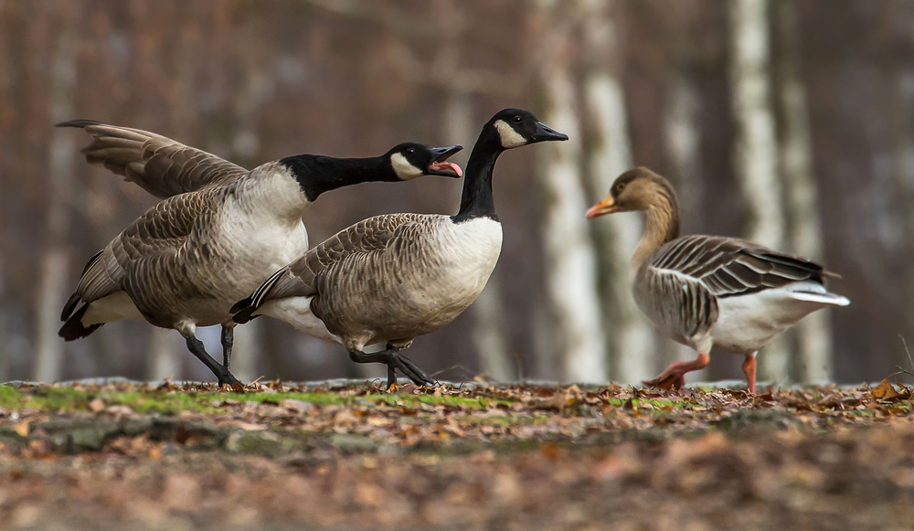 "Untersteh Dich, anderen Gänsen hinterher zu Gucken"