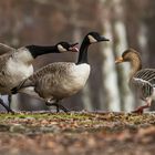 "Untersteh Dich, anderen Gänsen hinterher zu Gucken"