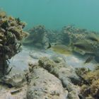 Unterwasser am Strand von Cayo Coco (Cuba)