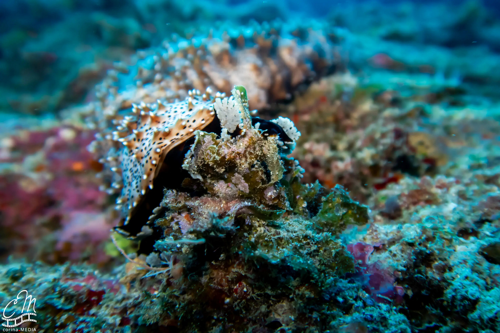 Unterwasser auf Okinawa