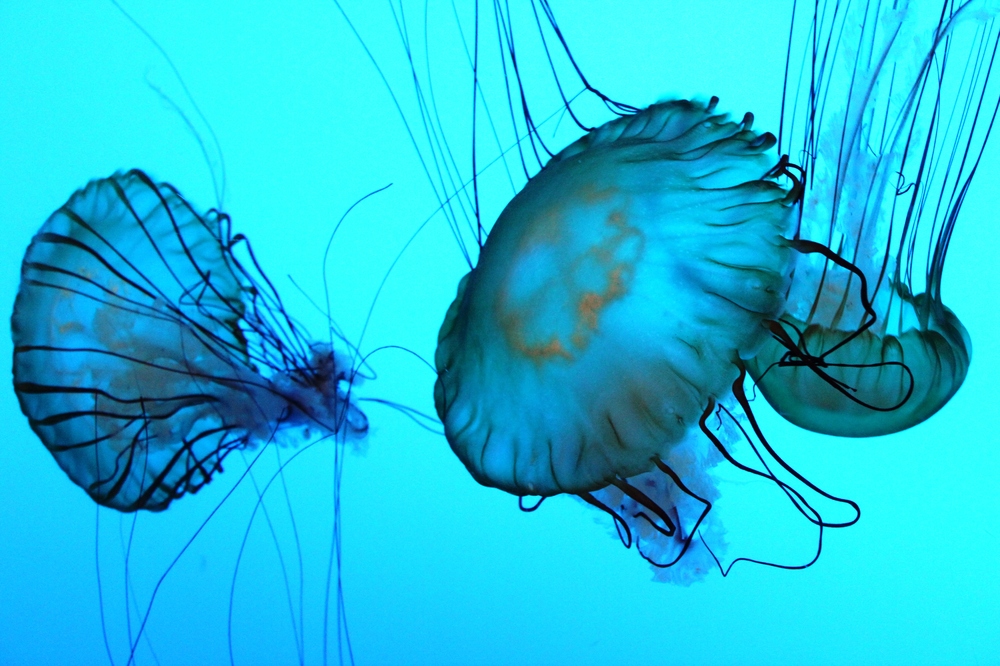 Unterwasser Tiere Unterwasser Tiere
