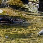 UNTERWASSER BEGLEITUNG