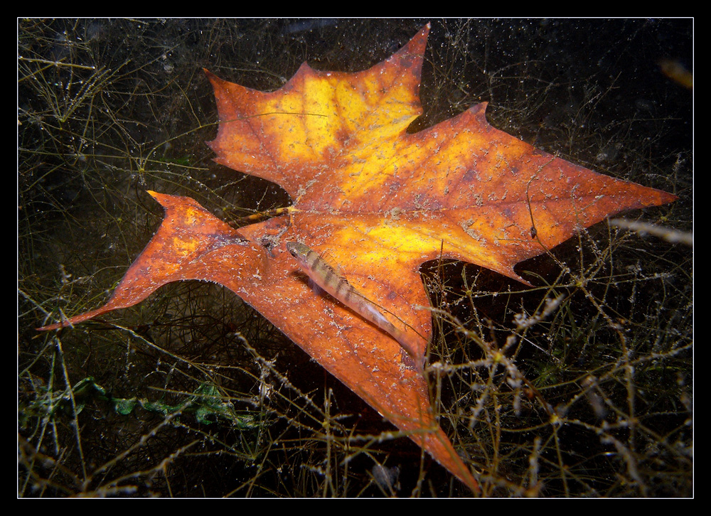 - Unterwasser-Herbst -